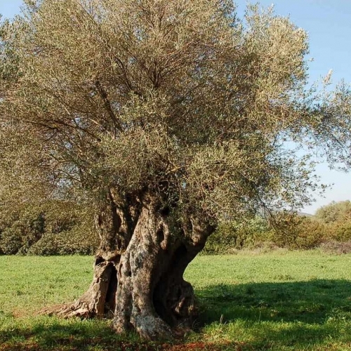 Αρχαία Δέντρα